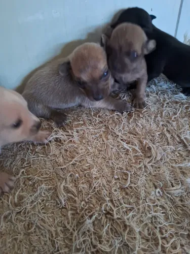 Cachorrinho pinscher o