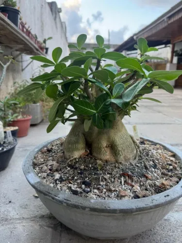 Rosa do deserto Adenium Arabicum, ID: Godji + Popeye 
