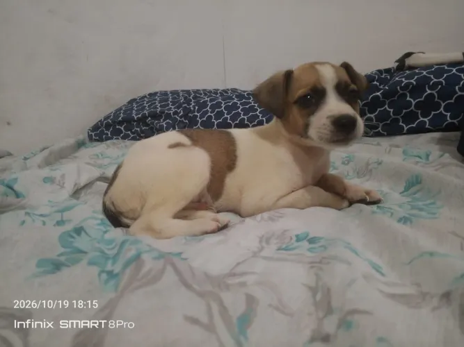 Cachorrinha, doação Responsável 