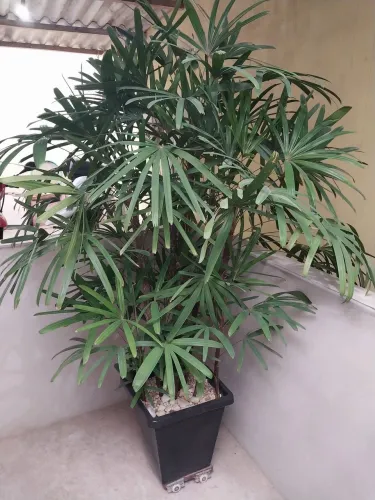 Coqueiro de jardim