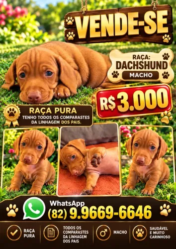 Salsicha Cachorro Chocolate