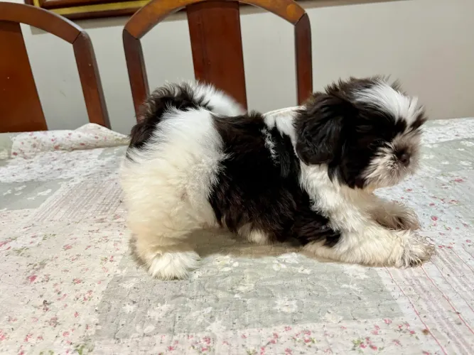 Shihtzu