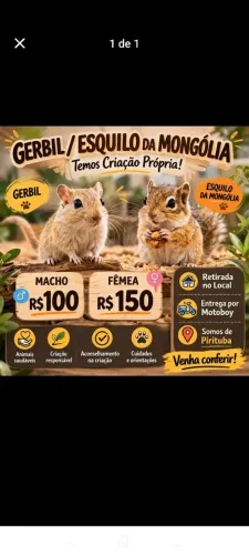 Esquilo da mangolia gerbil