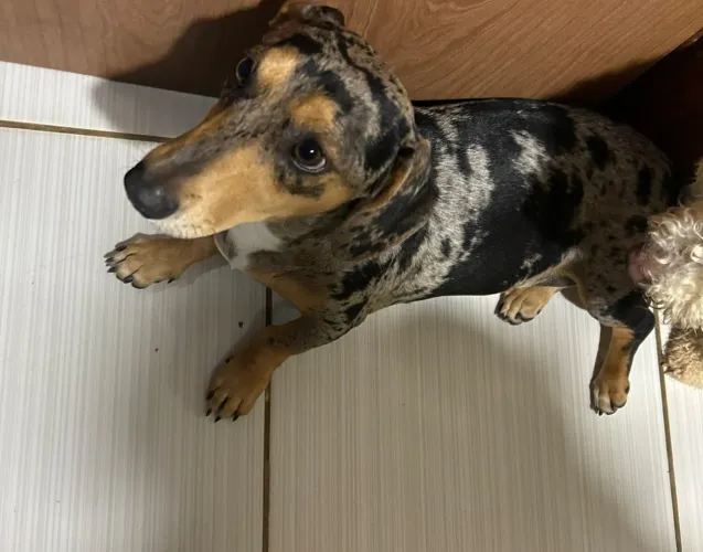 Dachshund Basset salsicha