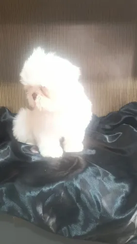 Macho da raça Shih Tzu disponível