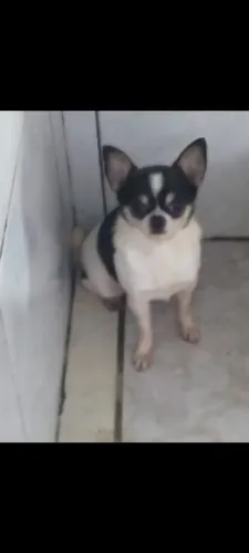 Chihuahua Macho pelo Curto - Reprodutor