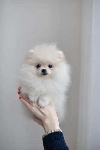 SpitZ alemão Quem conhece, não esquece nunca desse cachorro