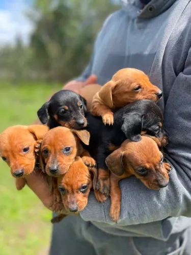 Basset Dachshund 