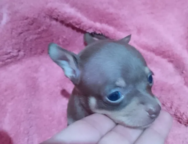 Pinscher