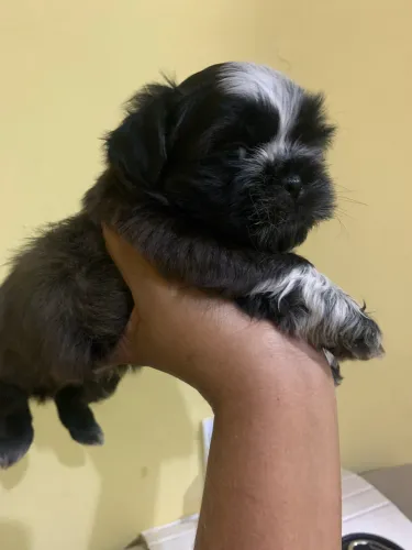 Cachorro Shitizu