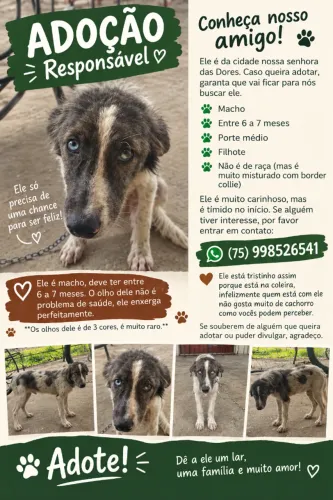Cachorro