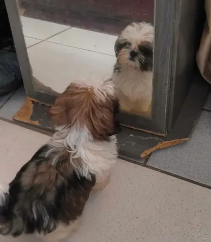 Shih Tzu Fêmea