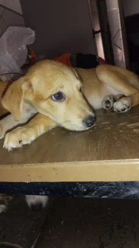 Cachorrinha para doação responsável 