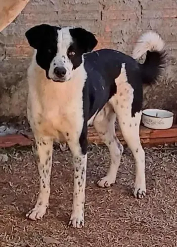 Para adoção, cachorro, adulto, de Apucarana