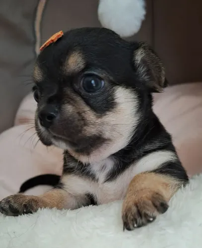 Chihuahuas com pedigree