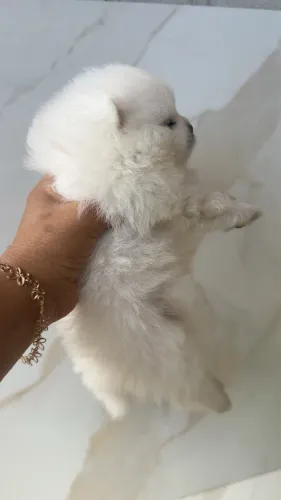 Spitz branco neve 