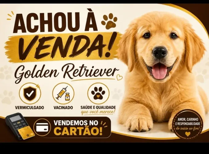 Filhote de Golden Retriever 