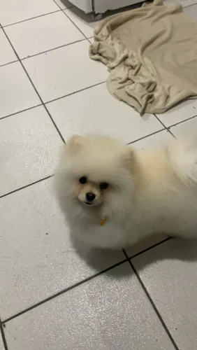 Spitz alemão macho para Cruza