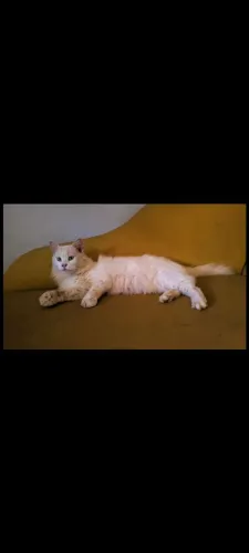  Maine Coon Fêmea Adulta Gato Gigante 