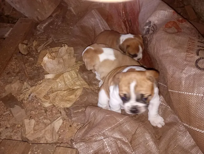Filhotes de Bull dog Campeiro