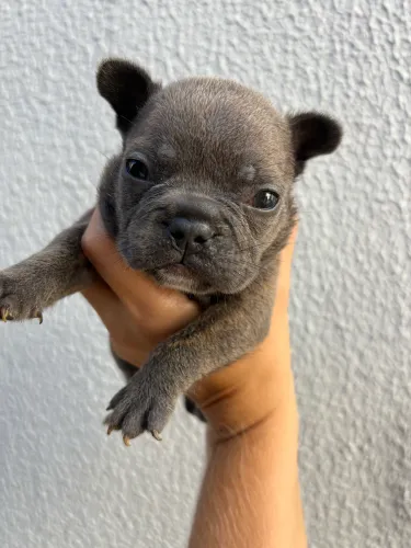 Filhote buldogue francês Macho blue