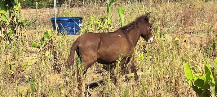 Venda de burro Bom para carroça