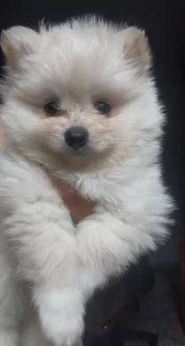 Spitz Alemão Macho 6 Meses, Branco Pérola 