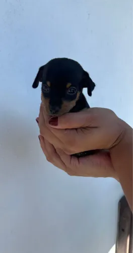 Pinscher Macho Preto com canela Pronta entrega 