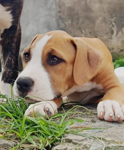 Vende-se filhotes de Pitbull