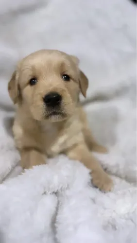 Golden fêmeas e machos com pedigree 