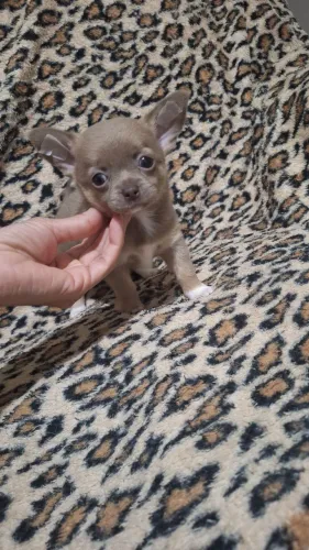 Filhote fêmea de Chihuahua pelo curto 