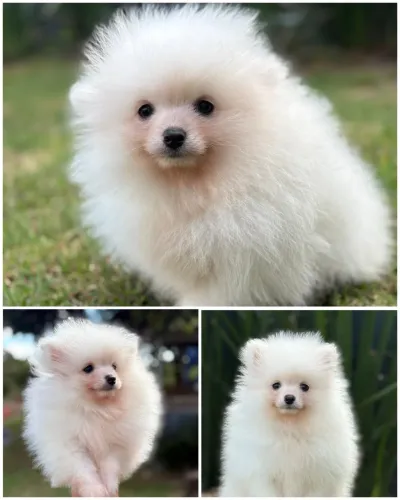 Menininho Lulu da Pomerania Anãozinho