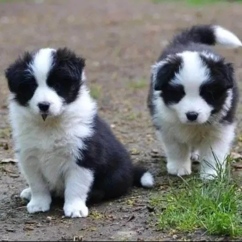 Filhote border collie, esses filhotes podem roubar seu coração!