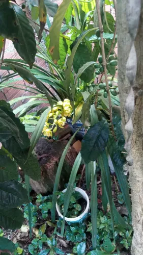 Casal procura serviço de caseiro
