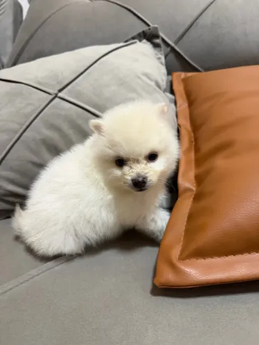 Filhotes Spitz alemão porte pequeno ( Macho)