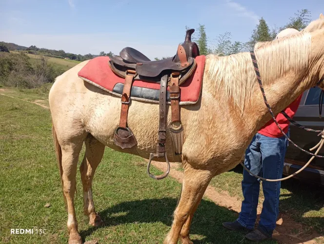 Cavalo