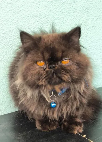 Gato persa