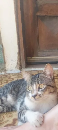 gato