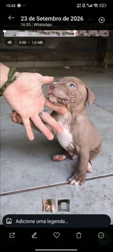 Pitmonster