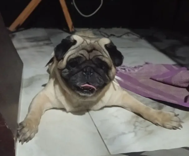 Pug Pedigree vendendo