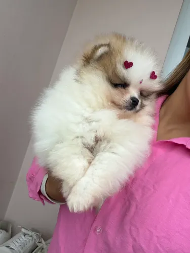 Lulu da Pomerânia micro fêmea com PEDIGREE