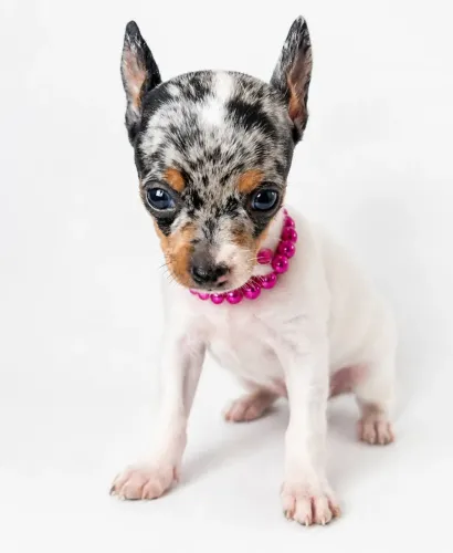 Pinscher fêmea Merle.