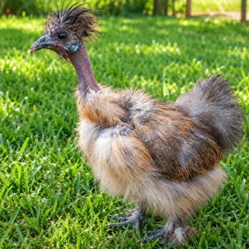 Galinha sedosa do Japão