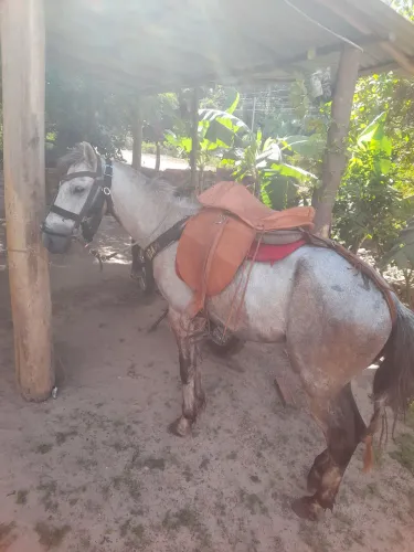 Cavalo 