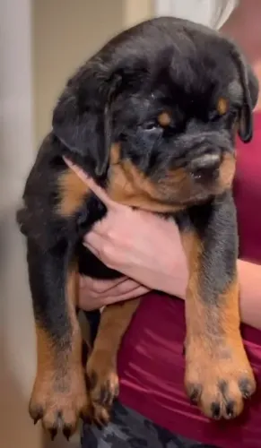 FILHOTES DE ROTTWEILER
