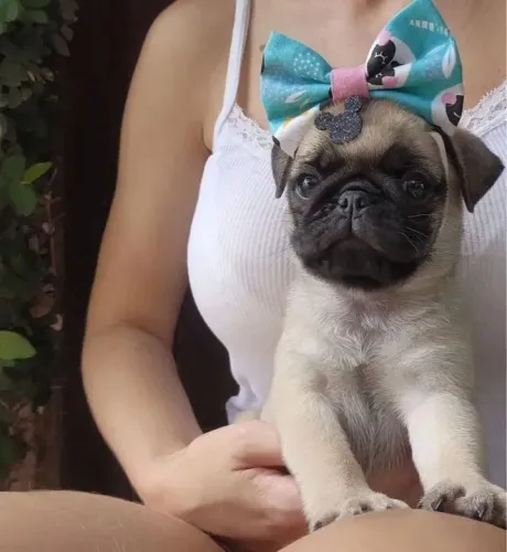 Pug Esse dog foi feito para caminhar junto com você