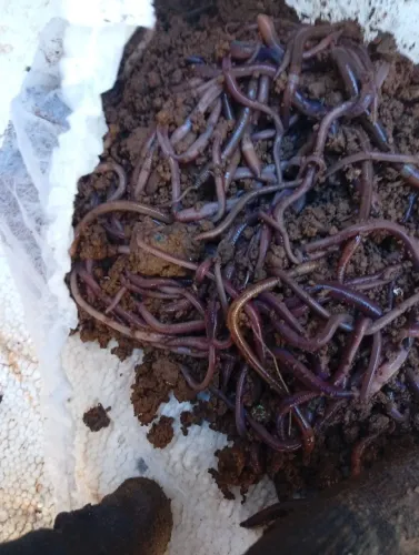Iscas Vivas P/ PESCARIA ?
