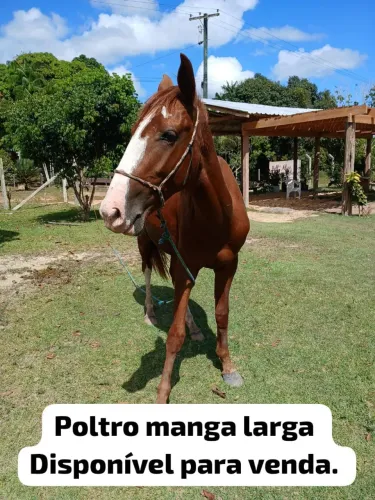 Vendo poltro manga larga.