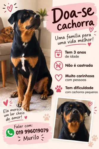 Doa-se cachorra Rotweiller