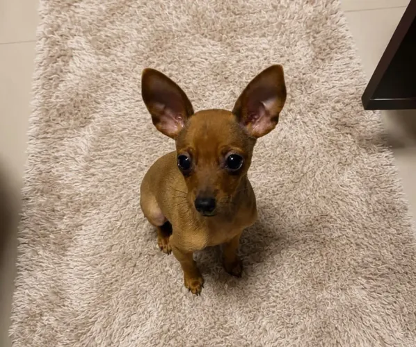 Pinscher disponivel zero